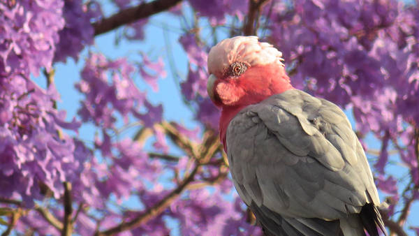 Australian Galah with Jacaranda by BGai Australian Galah with Jacaranda by BGai