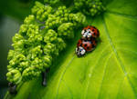ladybug rodeo by agaillard