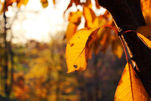 Goodbye Autumn by naked-in-the-rain