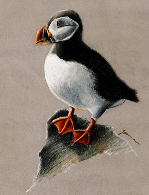 Puffin by kupieckorzenny Puffin by kupieckorzenny