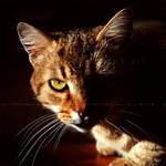 One look by Hieronimus-art