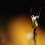 Feeler by Hieronimus-art
