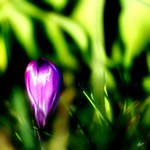 Purple green by Hieronimus-art
