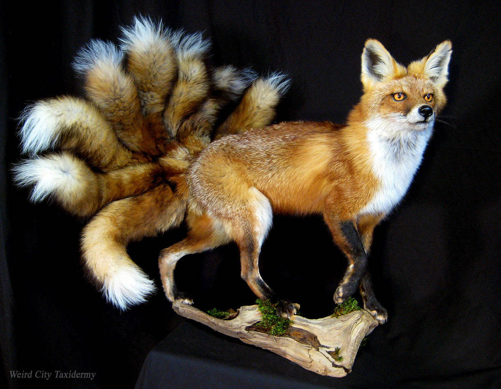 Fox (Kyuubi no Kitsune) by WeirdCityTaxidermy on DeviantArt