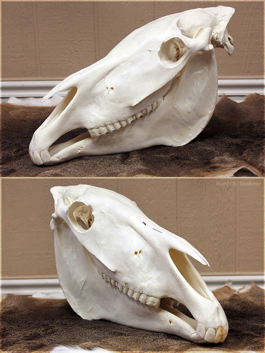 Until the End of Time by WeirdCityTaxidermy