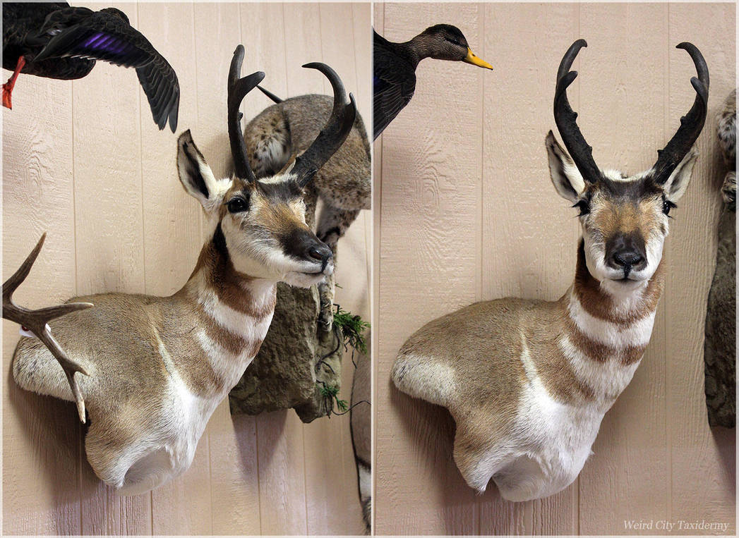 Speed Goat by WeirdCityTaxidermy