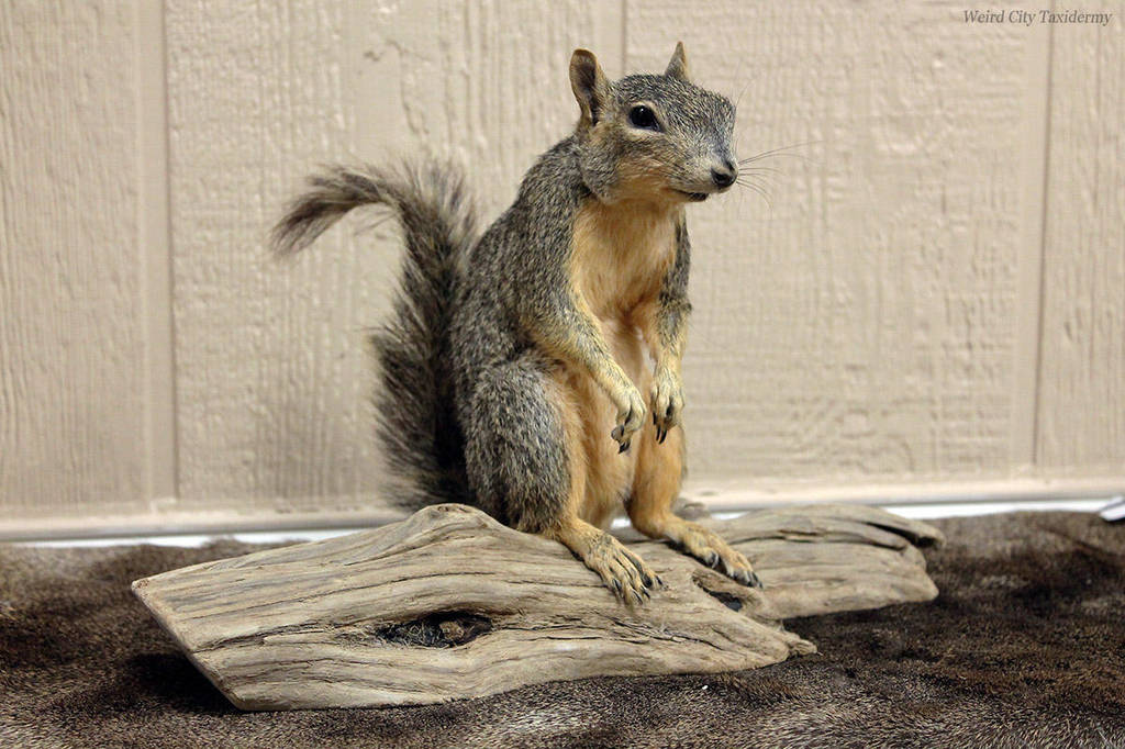 ...But Not Forgotten by WeirdCityTaxidermy