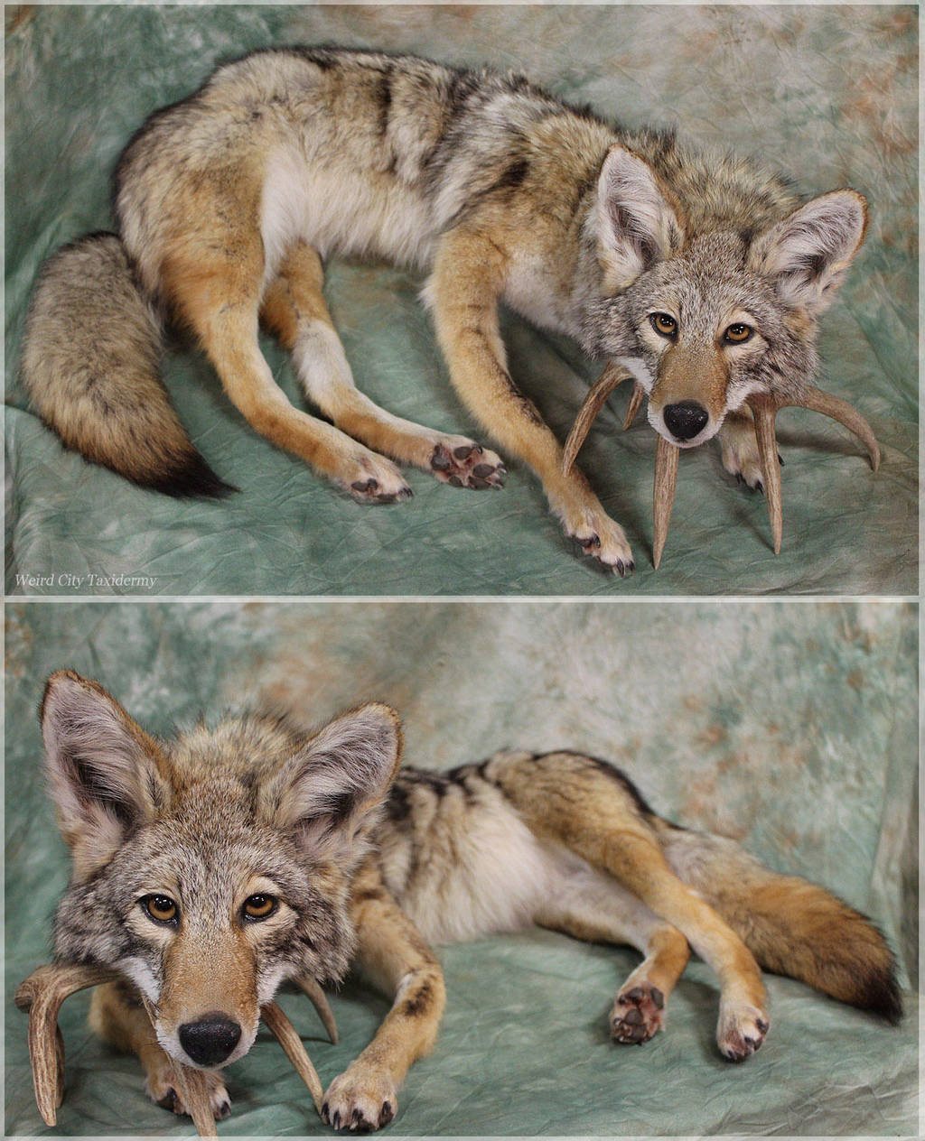Torpey 'Yote by WeirdCityTaxidermy