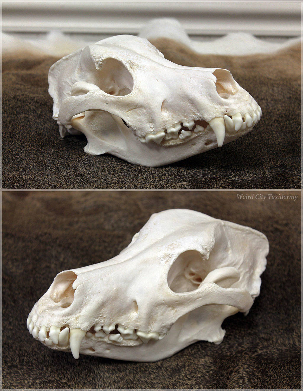 Wolfdog Skull by WeirdCityTaxidermy