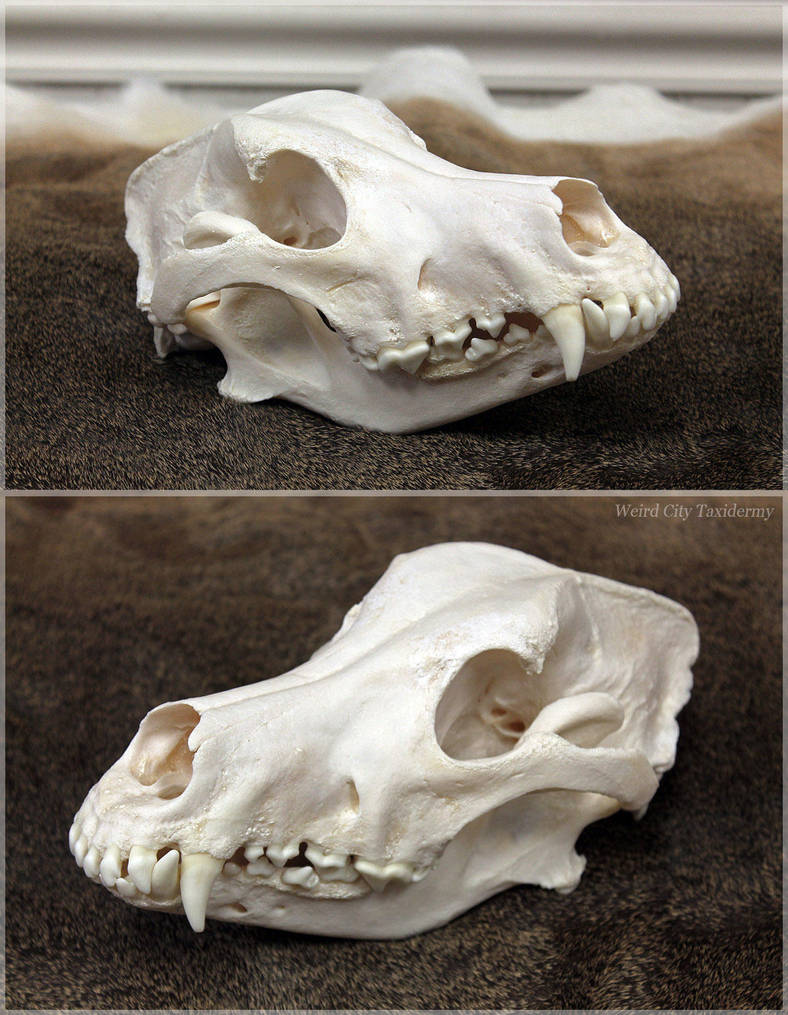 Wolfdog Skull by WeirdCityTaxidermy