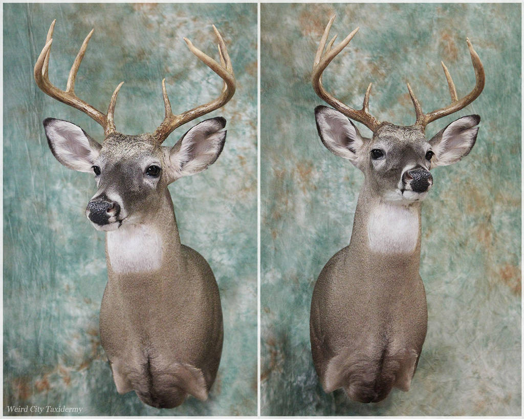 Brackmeyer Buck by WeirdCityTaxidermy