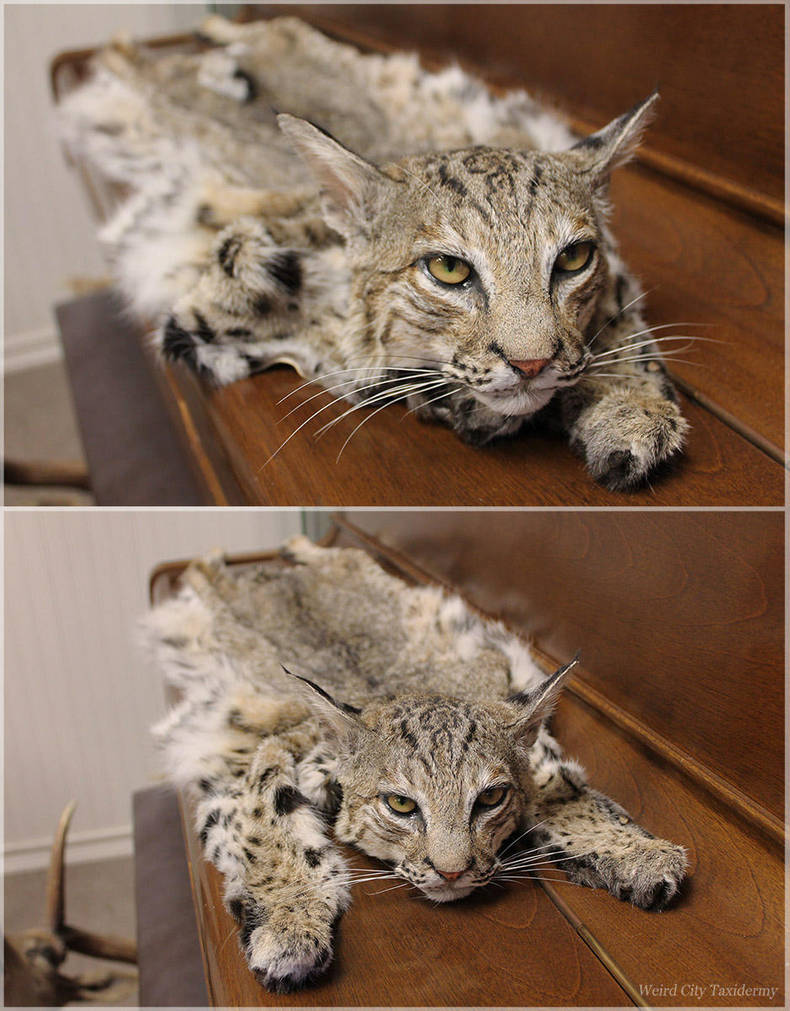 One Unhappy Cat by WeirdCityTaxidermy
