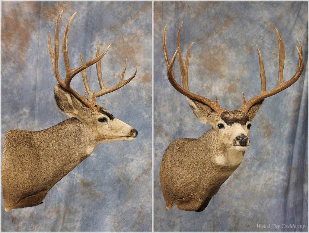 Medford Mule Deer 2016 by WeirdCityTaxidermy