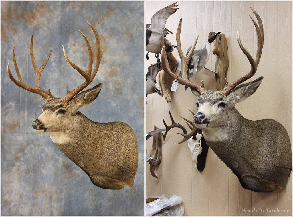 Till Mule Deer 2016 by WeirdCityTaxidermy
