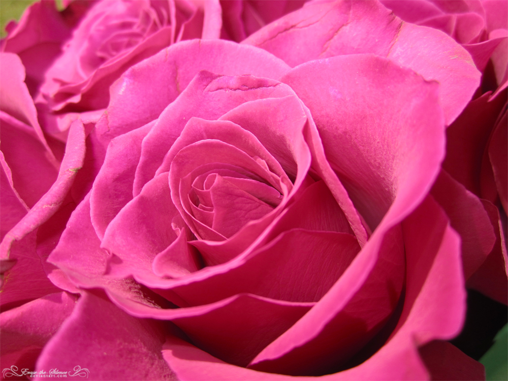 Roses are Pink by Erase-the-Silence