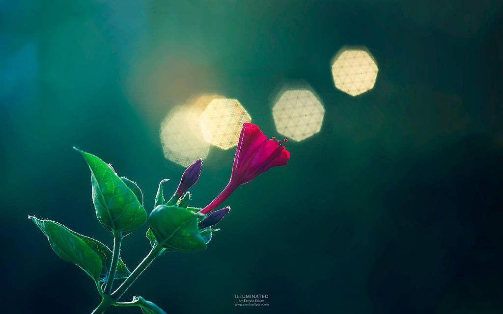 Illuminated - wallpaper by Evey90