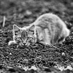 Zoe - Beauty queen and predator! by Seb-Photos