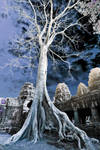 Angkor Trees by burkinafazo