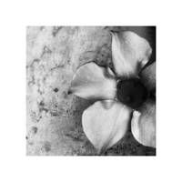 To anaPhenix by martaraff