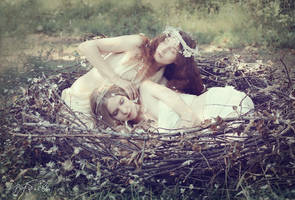 Birds by silverwing-sparrow