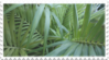 green plant aesthetic stamp 2 by GlacierVapour