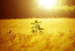 sunflower by naagini