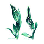 Lily of the valley by dasidaria-art