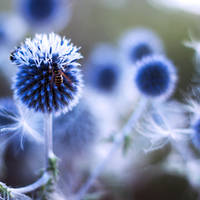 B L U E  P L A N E T S by Nendy