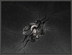 Feelers Lost their Colors by gannjondal