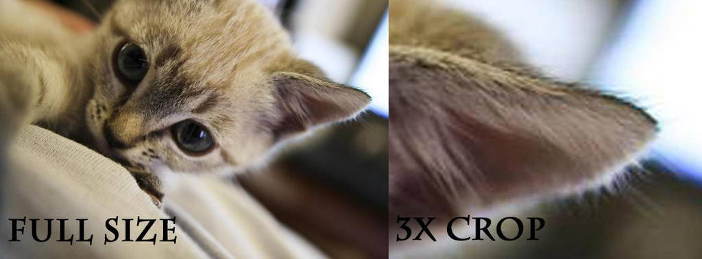Ezri As A Kitten By Renonevada-d4up5eh-1 by renonevada Ezri As A Kitten By Renonevada-d4up5eh-1 by renonevada