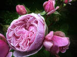 Raindrops Keep Fallin' on My Head by eReSaW