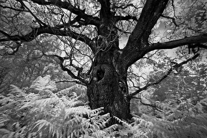 The Last Tree. by xMEGALOPOLISx