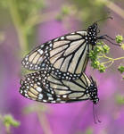 butterfly style by bydandphotography