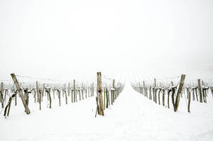 Snowfog Vineyard by roarbinson