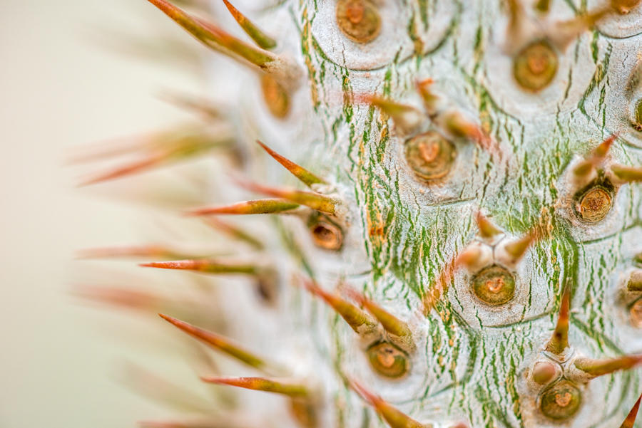 Prick by roarbinson Prick by roarbinson