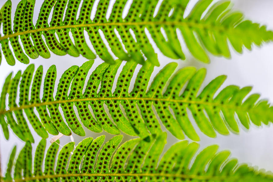Ferns by roarbinson Ferns by roarbinson