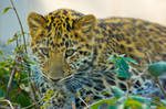 leopard57 by redbeard31