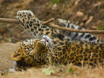 leopard72 by redbeard31