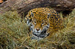 jaguar59 by redbeard31
