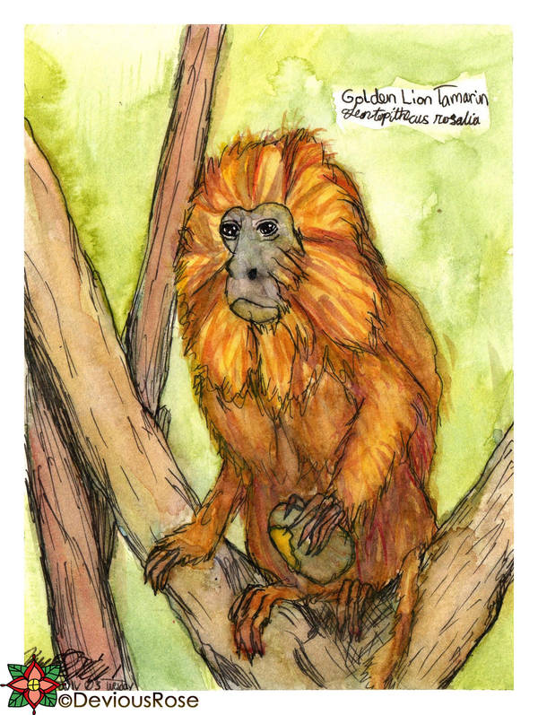 Golden Lion Tamarin - Golden Marmoset by NekoMarik
