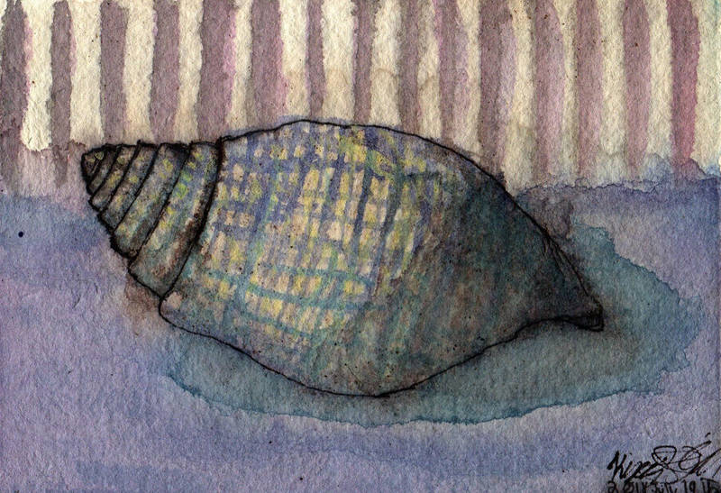 Seashell Study WWM Day 19 by NekoMarik