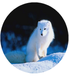 Arctic Fox by AnniverseStash