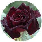 Black Baccara Rose by AnniverseStash