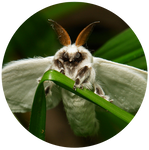 Silk Moth by AnniverseStash