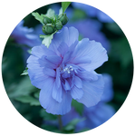 Blue Hibiscus by AnniverseStash