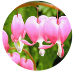 Bleeding Hearts by AnniverseStash