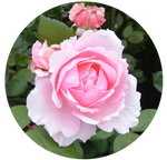 Cabbage Rose by AnniverseStash