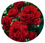 Blaze Rose by AnniverseStash