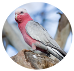 Galah by AnniverseStash