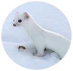 Ermine by AnniverseStash